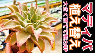 (多肉植物) マディバ植え替えます‼️大きくなってこそ魅力的なマディバ😍