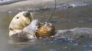 伊勢海老を受け取るラッコのラッキー(須磨海浜水族園)