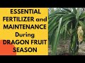 VG23: ESSENTIAL FERTILIZER AND MAINTENANCE DURING DRAGON FRUIT SEASON| Victoria's Garden Philippines