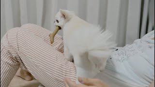 大好きなママが戻ってくると！飛び乗って甘えるチワワ犬