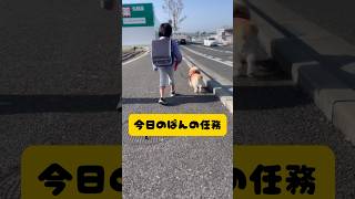 実家に急遽帰省中🐶🐶ぱんちゃんは、姪っ子のお世話してるのか〜してもらってるのか〜どっちか分からん😂#ぱんちゃん #犬のいる暮らし #コーギー #わんこ #いぬ #犬動画#dog #いぬすたぐらむ