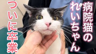 病院猫れいちゃんについて皆様にご報告があります【猫のれいちゃん】