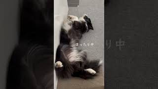 寝ている愛犬に「おやついる？」と聞いてみたらww