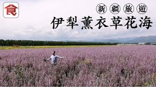 【新疆旅遊】伊犁薰衣草花海 媲美普羅旺斯富良野