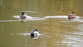 セキレイ3種　今田遊水地の鳥　カワセミ　カイツブリ　今日の鳥