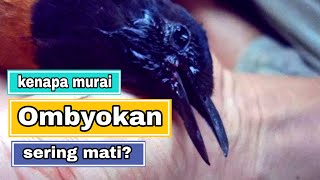 Tips Merawat dan Penanganan Murai Batu Ombyokan agar tidak Mati