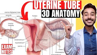 uterine tube anatomy 3d | fallopian tube anatomy 3d