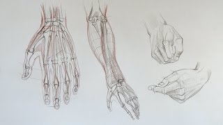 Drawing Hands - Anatomy Master Class