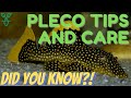 Pleco Fish Care | Beginner Fish Guide