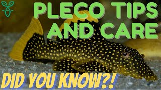 Pleco Fish Care | Beginner Fish Guide