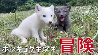 こどもホッキョクギツネが走り回る元気動画がこちら！