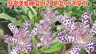 #삼광중투뻐꾹나리 #분갈이 #흙배합 #키우기 처음처럼야생화