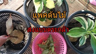 วิธีแพคต้นไม้#ส่งแบบตระกล้า#ขายแบบออนไลน์