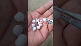 Worlds small snake egg #shorts #youtubeshorts