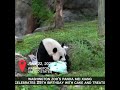 Washington Zoo's Panda Mei Xiang celebrates 25th birthday with cake and treats