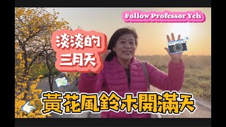 嘉義大林 南華路 陳井寮 看黃花風鈴木開滿天。『今年真的會缺水嗎? 』淡淡的三月天 夕陽西下跟著Professor Yeh開車去民雄火車站旁，『渡對 (Do Right)』古早味餐廳甜點好療癒。