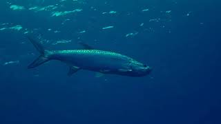 Megalops atlanticus (Tarpon)