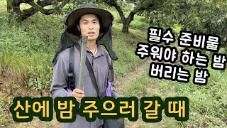 가을 밤 주으러 갈때 꿀팁 알려 드립니다 - 햇밤 직거래 농장