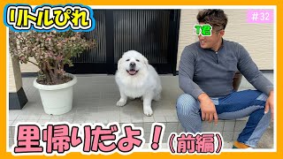 レオ君　久しぶりの里帰り（前編）！！　グレートピレニーズ/Great Pyrenees