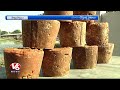 nizamabad and kamareddy sugarcane farmers making quality white jaggery v6 news