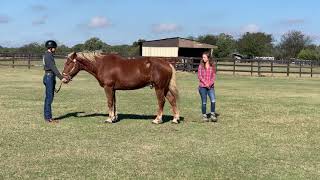 LCA 700 Showmanship Level 1