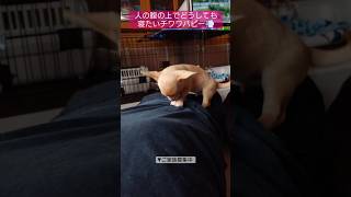 人の腹の上でどうしても寝たいチワワパピー🐶