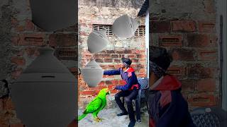 Money boxs to Duck, Peacock, Pigeon \u0026 Parrot - Birds names magic video, | #VFX #magic #shorts