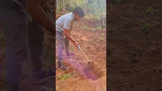 Planting Tapioca | Vegetable Planting | മരച്ചീനി