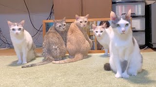 動物実験 5匹の猫が鏡を見るとこうなる【可愛い猫の多頭飼いに癒される】