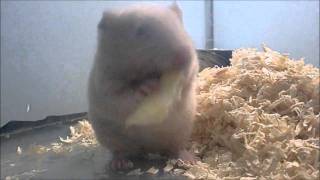 キンクマ「キャベツは飲み物です」(hamster drink the cabbage)