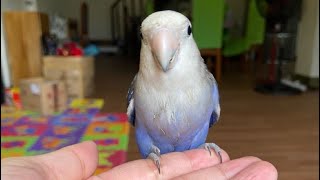 African Love birds | Their Lifestyle in cage | Very active