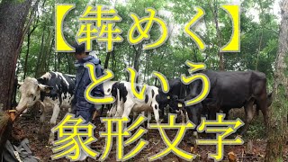 【野生】木の葉っぱを牛に綺麗に食べさせる【観察】　山地酪農珠の牧　令和開拓記