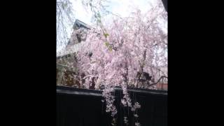 角館の桜　2012年5月2日