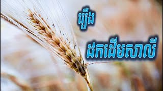 រឿង​ដក​ដើម​សាលី | ខ្លី តែ​ខ្លឹម | Tale Told