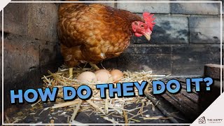 Behind the Scenes: Unveiling the Egg Laying Process in Chickens