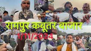 रामपुर कबूतर बाजार Rampur Kabootar bajar 1/11/2024