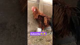 Don😂🤣 subscribe please ❤️ #funny_chicken #husbandwifetamilcomedy #dogfunny #kozhi_koothugal #birds