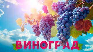 ВИНОГРАД - НАЧАЛО. Закладываем виноградник в чистом поле