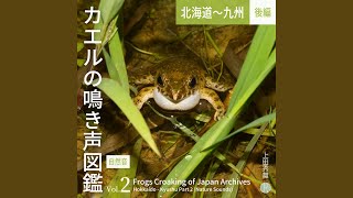 トノサマガエル