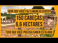 150 CABEÇAS em 6,6 HECTARES - PASTEJO ROTACIONADO ADUBADO e IRRIGADO para BOVINOS DE CORTE #PARTE7