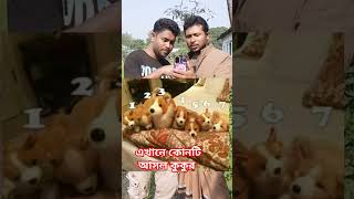 এখানে কত নাম্বারটি আসল কুকুর #sorts