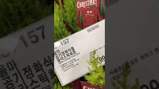 Costco Christmas indoor plants in Seoul South Korea 🇰🇷🎄🌲🎄🌲