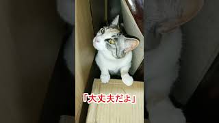 カミナリ にガクブルする猫2匹 #shorts #ねことカミナリ #雷怖い