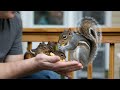 freezing squirrel with two kits begs to be let into the house man is shocked when this happens