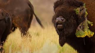 Bison Fight For Mating Rights | Bison Fight To Death | Wild Animal Life