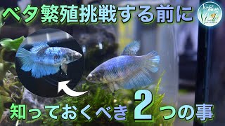 大事なベタの繁殖を挑戦する前に必ず見てください！！　＃ベタ繁殖　＃ベタ水槽　＃アクアリウム　＃初心者必見