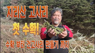 지리산 고사리 첫 수확! 수확 부터 건고사리 만들기 까지