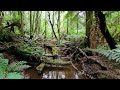 wirrawilla rainforest walk