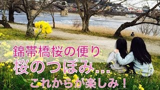 春、錦帯橋の桜情報① 2014 山口県岩国市うまもん漬物工房より