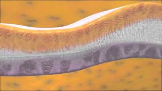 TOOTH DEVELOPMENT V08